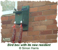 Bird box with its new resident