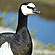 Barnacle Goose