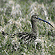 Curlew