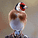 Goldfinch