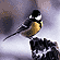 Great Tit