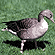 Greylag Goose