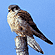 Kestrel