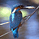 Kingfisher