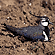 Lapwing