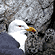 Lesser Black Backed Gull