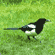 Magpie