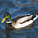 Mallard