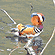 Mandarin Duck