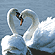 Mute Swan