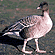 Pink Footed Goose