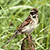 Reed Bunting