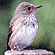 Spotted Flycatcher