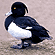 Tufted Duck