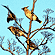 Waxwing