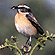 Whinchat