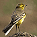 Yellow Wagtail