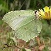 Brimstone (female)