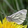 Green Veined White