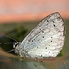 Holly Blue