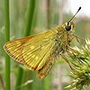 Large Skipper