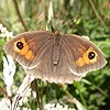 Meadow Brown