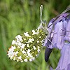 Orange Tip (male)