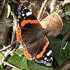 Red Admiral