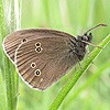 Ringlet