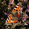 Small Tortoiseshell