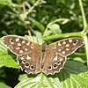 Speckled Wood