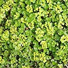 Alternate Leaved Golden Saxifrage