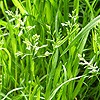 Annual Meadow Grass