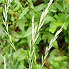 Bearded Couch Grass