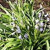 Bluebell (cross native/spanish)