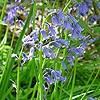 Bluebell (native)