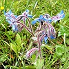 Borage