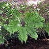 Broad Buckler Fern