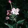 Broad-leaved Willowherb