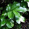 Cherry Laurel