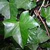 Common Ivy