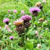 Common Knapweed