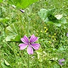 Common Mallow