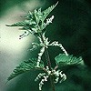 Common Nettle