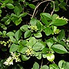 Common Privet