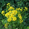 Common Ragwort