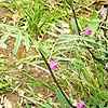 Common Vetch