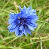 Cornflower