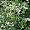 Cow Parsley; Queen Anne's Lace