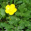 Creeping Buttercup